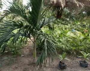 Queen's Palms