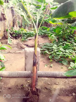 Hybrid Plantain/Banana Suckers