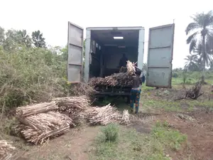 Cassava Stems For Sale