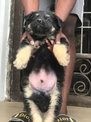 1-3 months Male Purebred German Shepherd