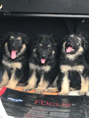 1-3 months Male Purebred German Shepherd