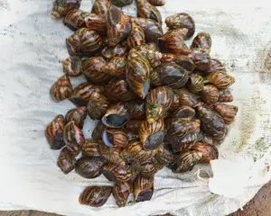 Snail**Farm Set-Up Training.