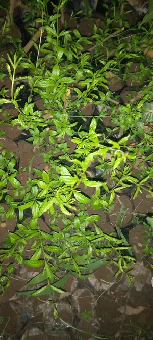 Pomegranate Seedlings