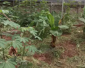 Snail* Snail* Snail Rearing Technic.-