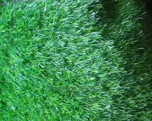 Best Synthetic Grass Carpets