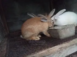 Rabbits for Sale - High Quality Breeds