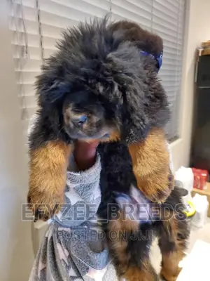 1-3 months Male Purebred Tibetan Mastiff