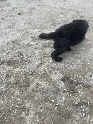 1-3 Month Female Purebred German Shepherd