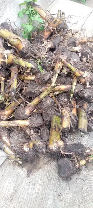 Giant Elephant Plantain Sucker(Treated)