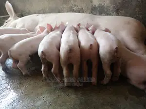 Exotic Weaners in Ede Osun