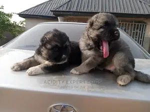 1-3 months Female Purebred Caucasian Shepherd
