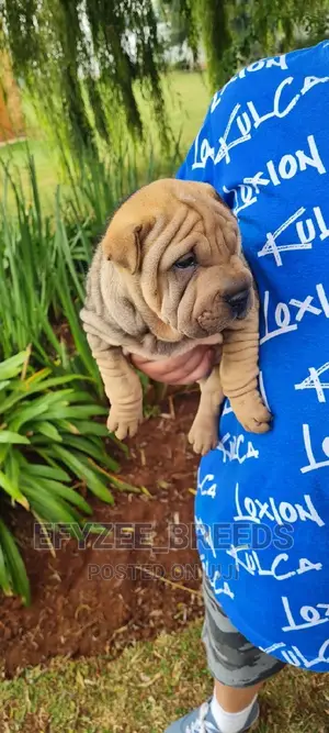 1-3 months Male Purebred Chinese Shar-Pei