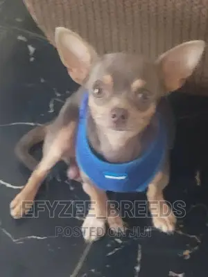 1+ Year Male Purebred Chihuahua