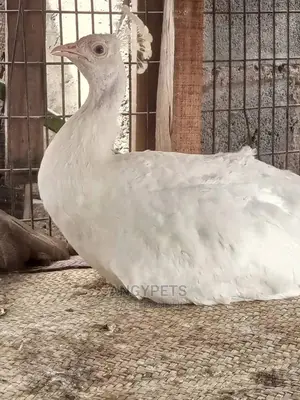 Pair of White Peacocks