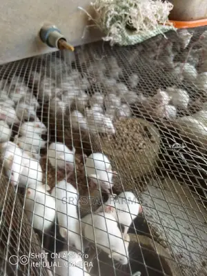 Mouse, White Mice, Lab Mice for Sale, Crystal Animal Farms