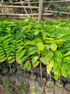 Order for Soursop Seedlings at Oyebuk Farms and Garden