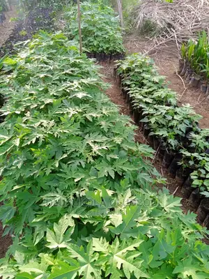 Hybrid Dwarf Pawpaw Seedlings Is Available At Oyebuk Farms