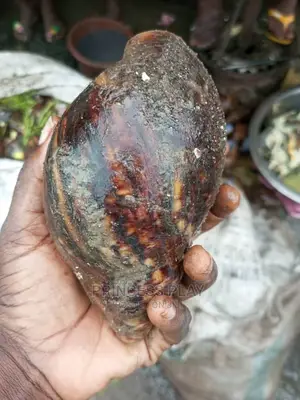 Healthy Bush Snails of All Sizes, Can Be Delivered Dried Too