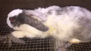 Hybrid Rabbits