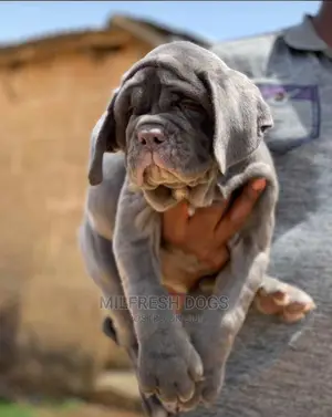 1-3 months Female Purebred Neapolitan Mastiff