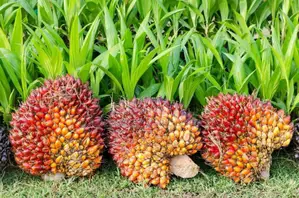 Oil Palm Seedlings - Hybrid Tenera Fruits Within 31⁄2 Years