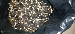 Tenera Sprouted Palm Seeds