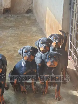 1-3 months Male Purebred Rottweiler