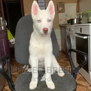 3-6 Month Female Purebred Siberian Husky