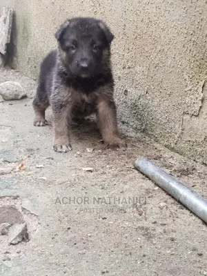 1-3 months Male Purebred German Shepherd