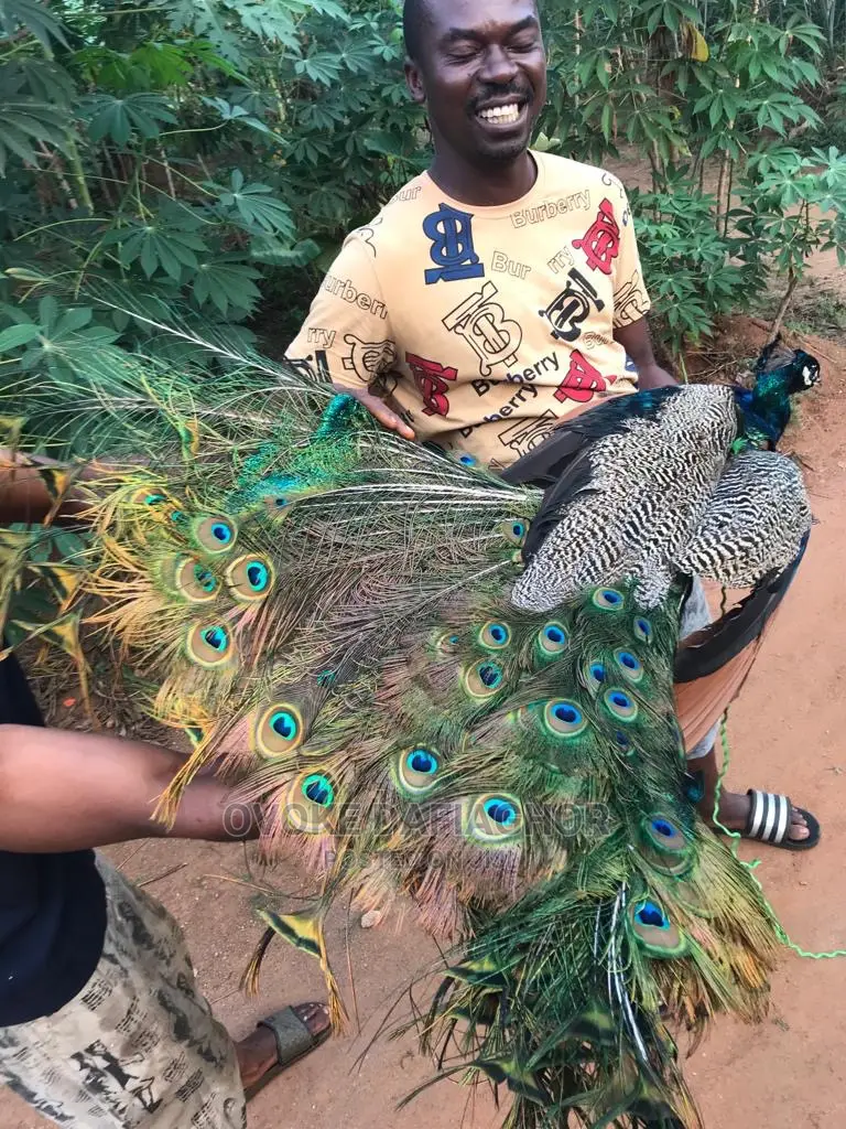 Peacock (In All Its Glory)