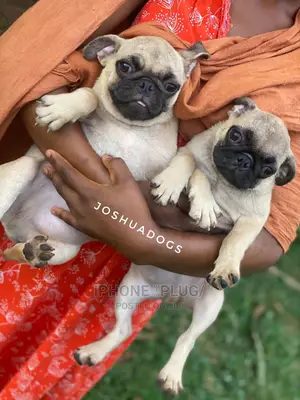 1-3 Months Female Purebred Pug