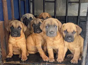1-3 months Male Purebred Boerboel