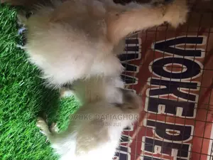 Adorable Silky Chickens (Exotic)