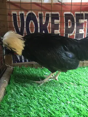 Amiable Polish Rooster