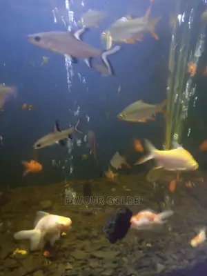 Bala Shark Fish