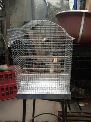 Fancy Cages