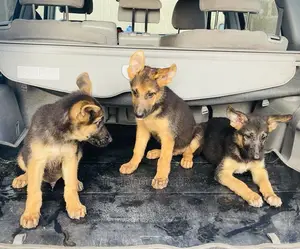 1-3 months Male Purebred German Shepherd