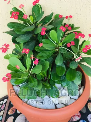 Potted Flowers (Natural)