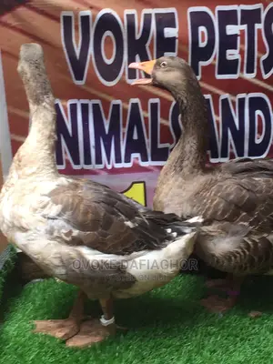 Pair Canada Geese