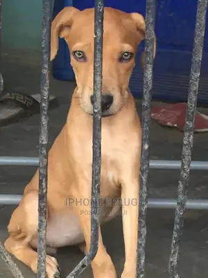 1-3 months Female Purebred Boerboel