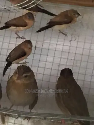 Finches Exotic T Birds