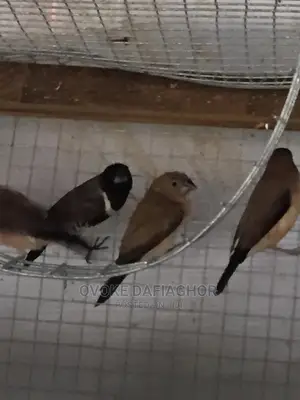 Hand Trained Finches