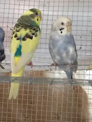 Royal Bulgies