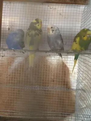 Royal Bulgies