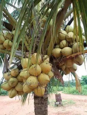 Brazilian Hybrid Dwarf Coconult
