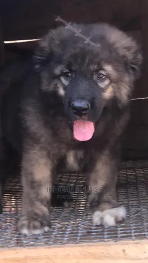1-3 months Female Purebred Caucasian Shepherd