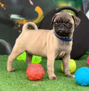 3-6 Months Male Purebred Pug