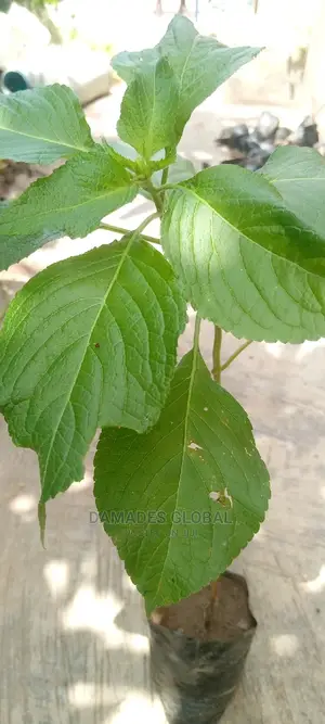 Scent Leaf Seedlings