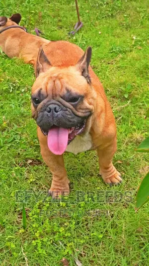 6-12 Month Male Purebred French Bulldog