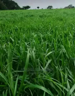 Livestock Grass Seed Alfalfa Grass, Bracharia Sugargraze Mucuna Lablab